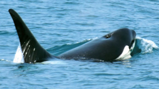 [사진] 동해에 고래·물개 부쩍 늘어 