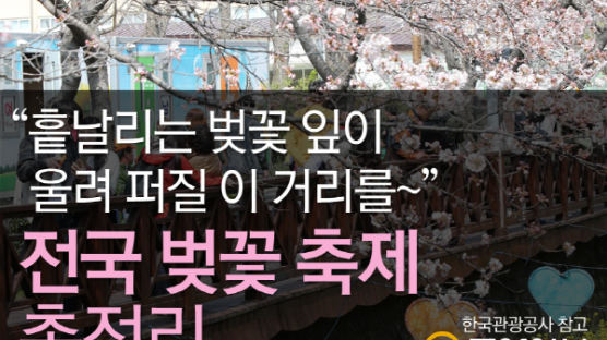[멀티뉴스] 전국 벚꽃축제 총정리