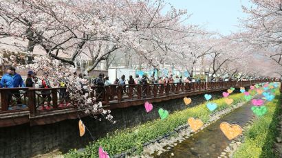 전국 벚꽃축제, "서울 여의도 일정은?" 전국 일정까지 한눈에