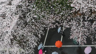 [사진] 봄비 내리는 벚꽃 터널