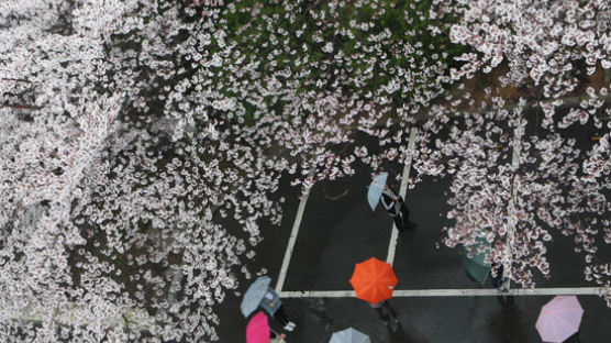 [사진] 봄비 내리는 벚꽃 터널