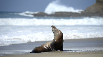 어미 먹이 찾아 나선 사이…캘리포니아 해변 '미아' 바다사자 2000마리