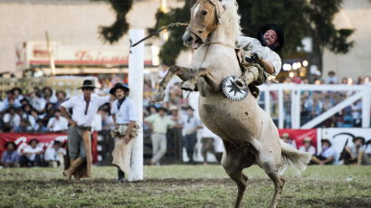[사진] 남미 카우보이들의 '아찔한' 로데오 경기 