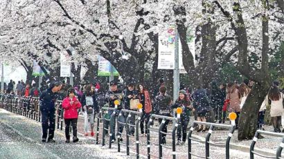 서울 여의도 벚꽃축제, 밀리는 자가용대신 대중교통 이용하세요