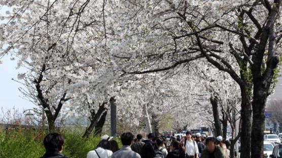 따뜻한 서울, 벚꽃 언제피나?…10일부터 여의도 벚꽃축제