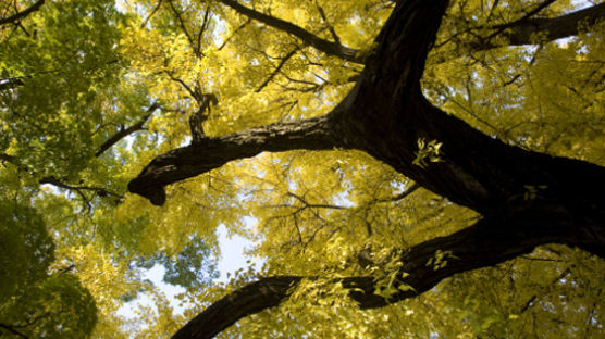 천연기념물 나무 유전자 보존…500년 은행나무 'DNA 복제한다'
