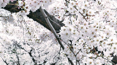 [사진] 봄비, 꽃비