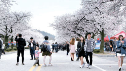 [사진] 벚꽃에 물든 캠퍼스