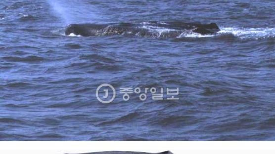 향고래 특징, 2004년 우리나라서 최초 발견…어마어마한 크기에 '깜짝'