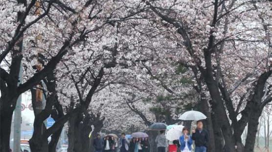 봄꽃 개화 시기, '다음주 비' 오기전에 꽃 구경 하세요!