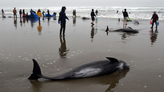 일본 해안가에서 130마리 돌고래 떼 발견…지진 전조증상?