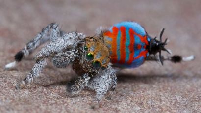 신종 공작거미 발견…"세상에서 가장 예쁜 거미...너 어디서 왔니?" 