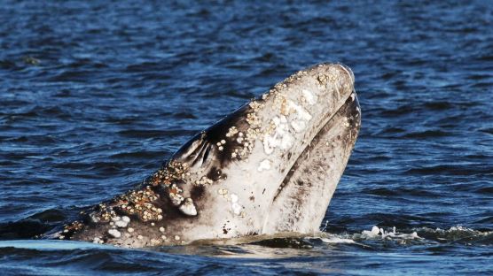 사할린에서 멕시코만까지 2만5000km 이동한 귀신고래…"포유류 이동 신기록?"