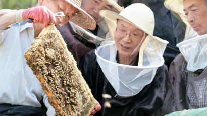 [사진] 도시에서 채취한 꿀
