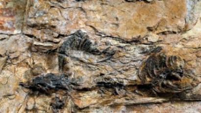 티라노사우르스 공룡 화석 '희소성↑'…한반도 거대 도마뱀 화석 발견