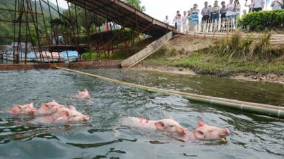 중국에서 돼지를 다이빙 시키는 까닭은?