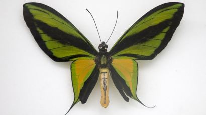 나비의 종류 관심… 나비 종류가 이렇게 많았어?