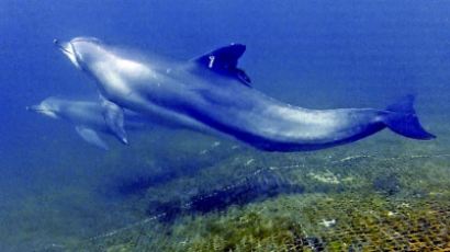 남방큰돌고래 특징 "길고 매끈한 몸매에…그냥 돌고래와 차이점은?"