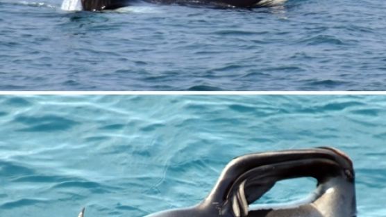 웨일워치 서비스란…"알래스카서 멕시코까지" 기네스북에도 등록된 고래?