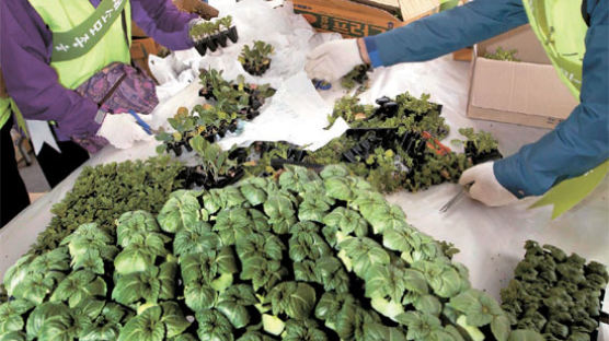 [사진] 베란다에서 채소를 … 모종 무료 배포