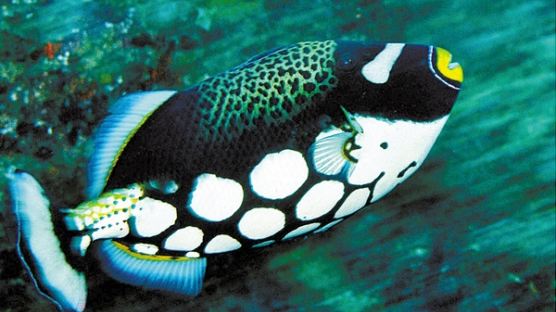 쥐치의 특징, 수심 100m에서 서식 주둥이 뾰족 …과거 재수없는 물고기?