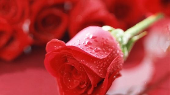 장미의 종류, 빨간 장미는 열정·하얀 장미는 순결…장미 색깔별 꽃말 알아보니 