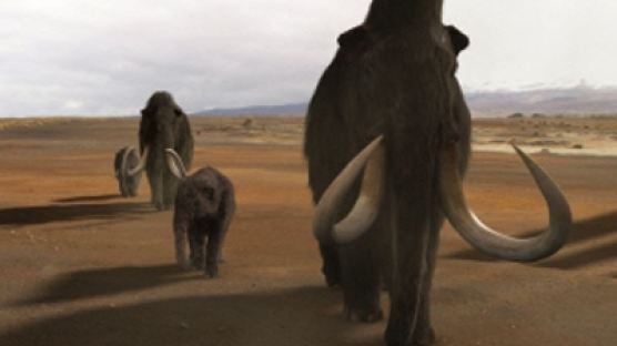 매머드 유전자 코끼리 이식…美 하버드 연구진 "북극에서 발견된 매머드 복원"