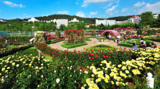8299㎡ 규모 정원에 1만8000그루 활짝 … 조선대, 주민과 함께하는 장미꽃 축제