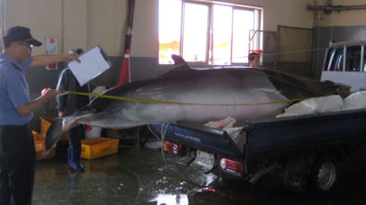 인천 소청도 인근에서 그물에 걸린 5m 크기 밍크고래 발견