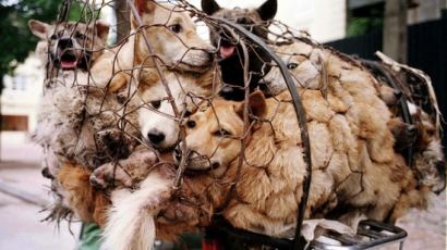 “중국서 열리는 세계 최대 개고기 축제 금지해달라” 청원 20만건 돌파