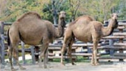 [메르스 브리핑] 서울대공원 낙타, 메르스 음성 판정 