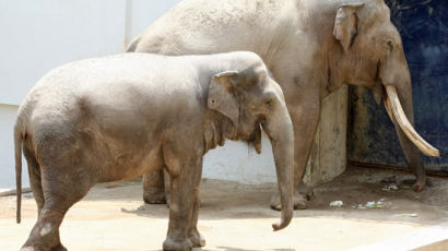 코끼리의 수명, 동물원 코끼리 야생 코끼리의 절반…이유가 스트레스 비만