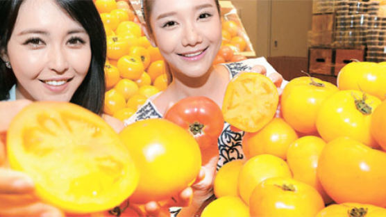 [사진] 노란 토마토 보셨나요
