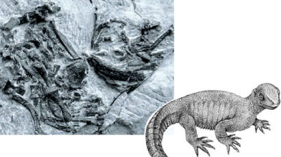 2억4000만 년 전 원시 거북 화석 찾았다