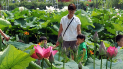 [사진] 부여 궁남지, 10일부터 연꽃축제