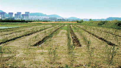 [해가 찬 파주 제2농장] 아로니아 재배, 땅 투자 일석이조