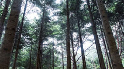 전나무숲 걷고 폭포서 명상 … 30년 비밀의 숲 열렸다