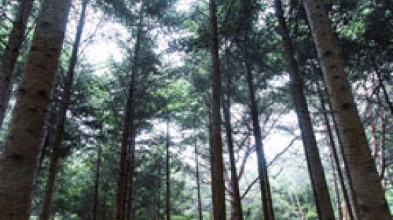전나무숲 걷고 폭포서 명상 … 30년 비밀의 숲 열렸다