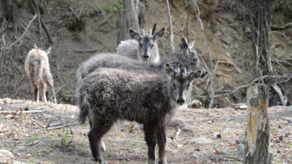 오대산에 산양 네 마리 방사