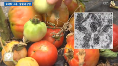 토마토·고추 줄줄이 감염…식물 바이러스의 공포 '치사율 90%', 사람에게는?