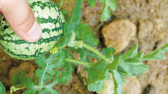 [커버스토리] 카메라는 알고 있다, 방학 동안 내가 얼마나 열심이었는지