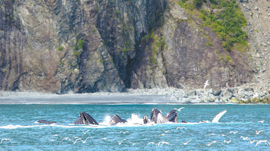 혹등고래 10여 마리 … 청어 집단사냥 장관
