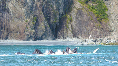 혹등고래 10여 마리 … 청어 집단사냥 장관