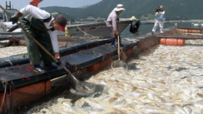 경남 거제해역서 양식어류 33만 마리 폐사···적조 경보 발령