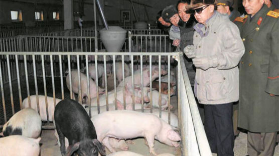 [고수석의 대동강 생생 토크] “돼지고기가 제일” 김정일 유훈에 돼지공장·상점 공들여