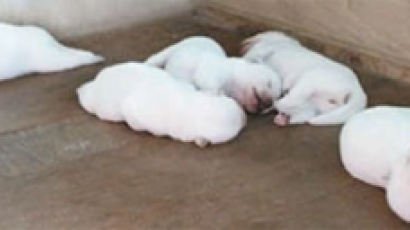 [사진] 박 대통령 “청와대 강아지 다섯 마리 이름 지어주세요” 
