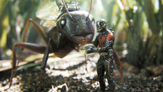 [매거진M] 개미만한데 괴력, 이보다 작은 영웅 봤나요