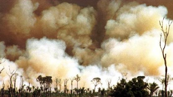 브라질 아마존 숲, '지구의 허파' 사라지나? 1년 동안 서울 면적 8.6배 파괴 