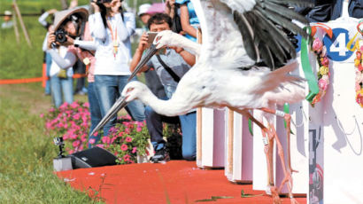 [사진] 인공 복원 황새 ‘자연 품으로’ 