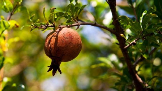 [우리농식품사랑캠페인]풍요로운 가을 상징하는 석류로 젊음 되찾으세요